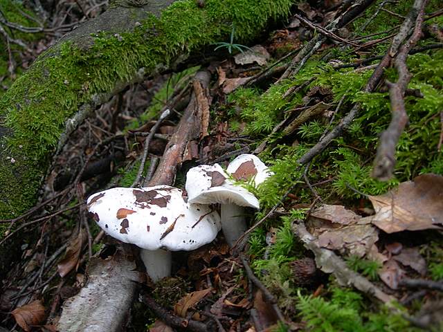 I  Funghi della collina pianeggiante
